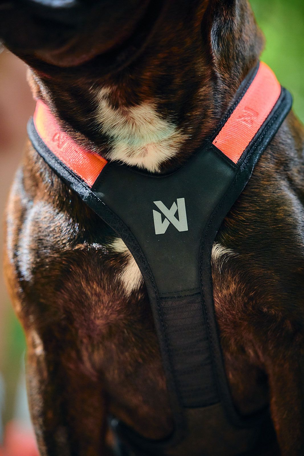 Non-stop dogwear