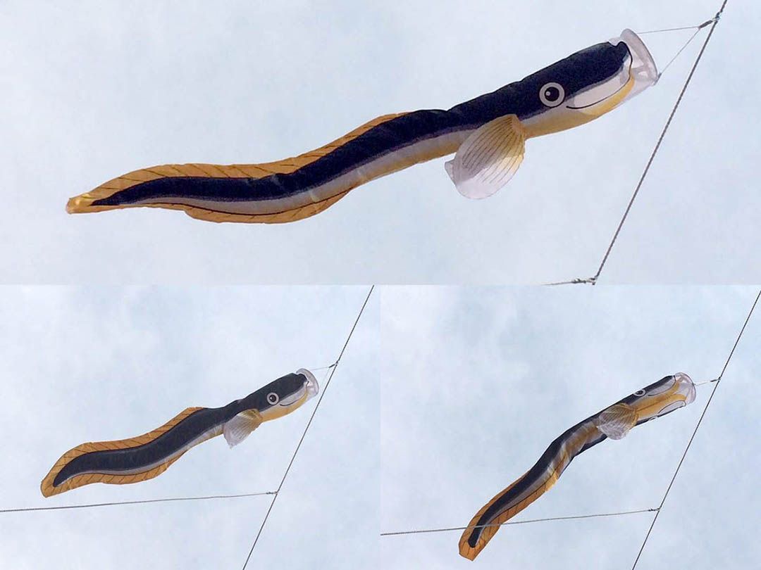 サワラ マグロ