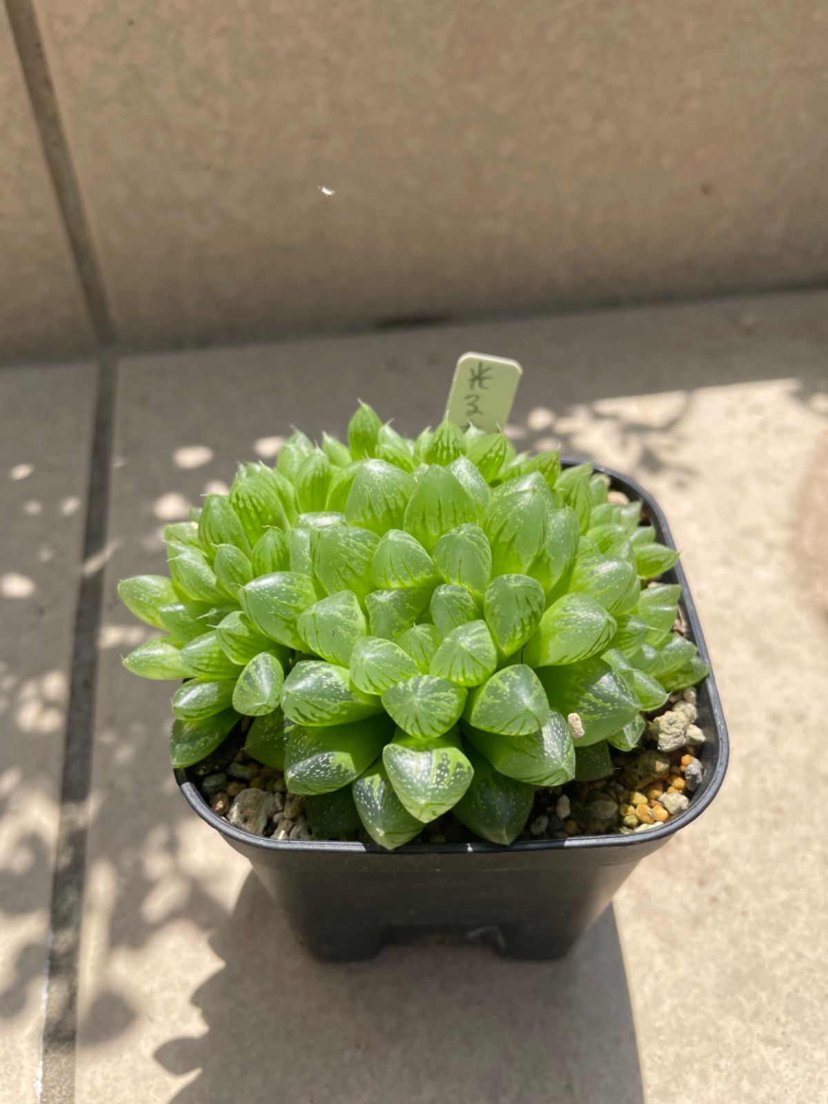 光るオブツーサ 群生 ハオルチア 多肉植物 抜き苗 - メルカリ