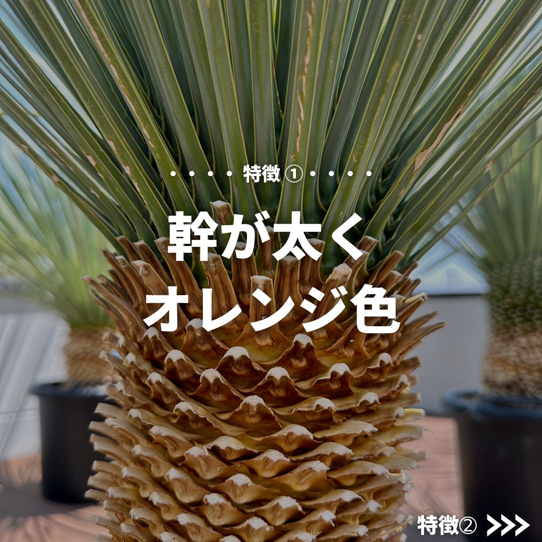 耐寒性ユッカロストラータ幹立ちメキシコブルー◇ワイルド株ドライガーデン　アガベ 1F|オザキドライガーデン通信vol.1 | オザキフラワーパーク