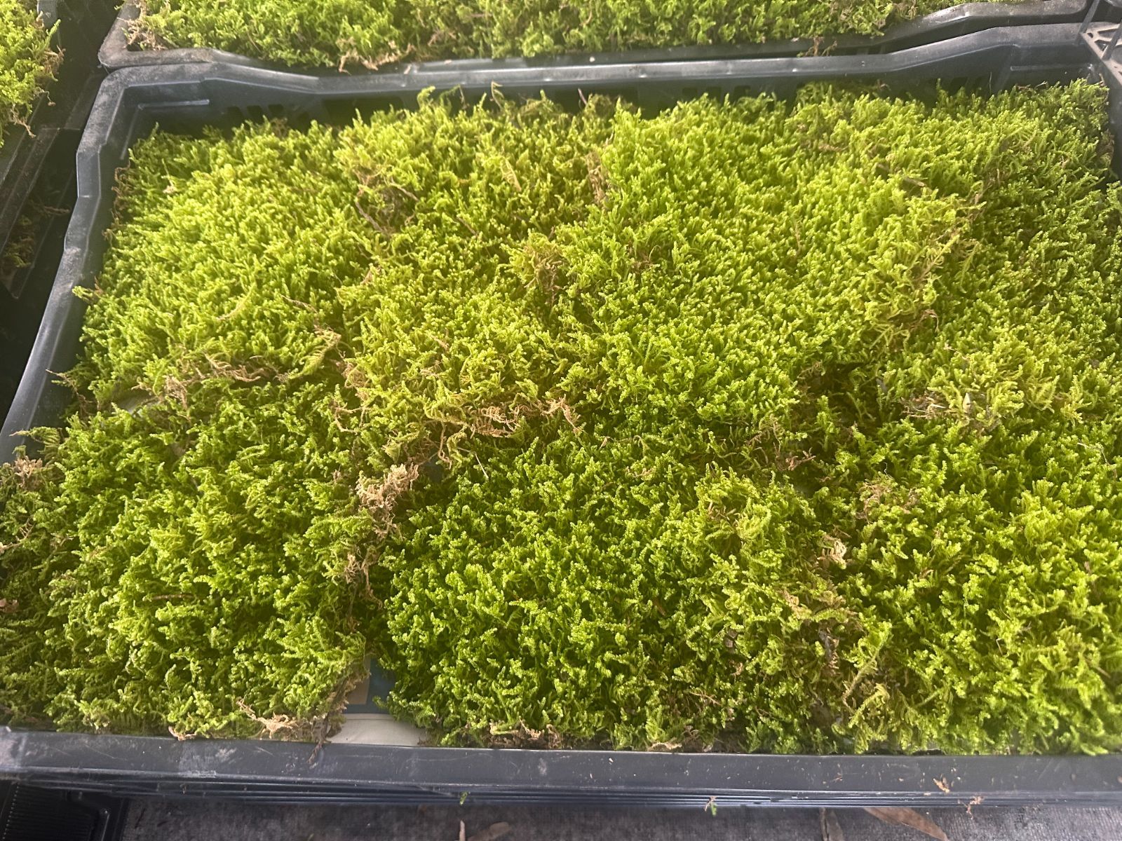 ハイゴケ ２箱 縦３５cm×横５５cmケース ７枚入り 栃木県産 ヤマト便