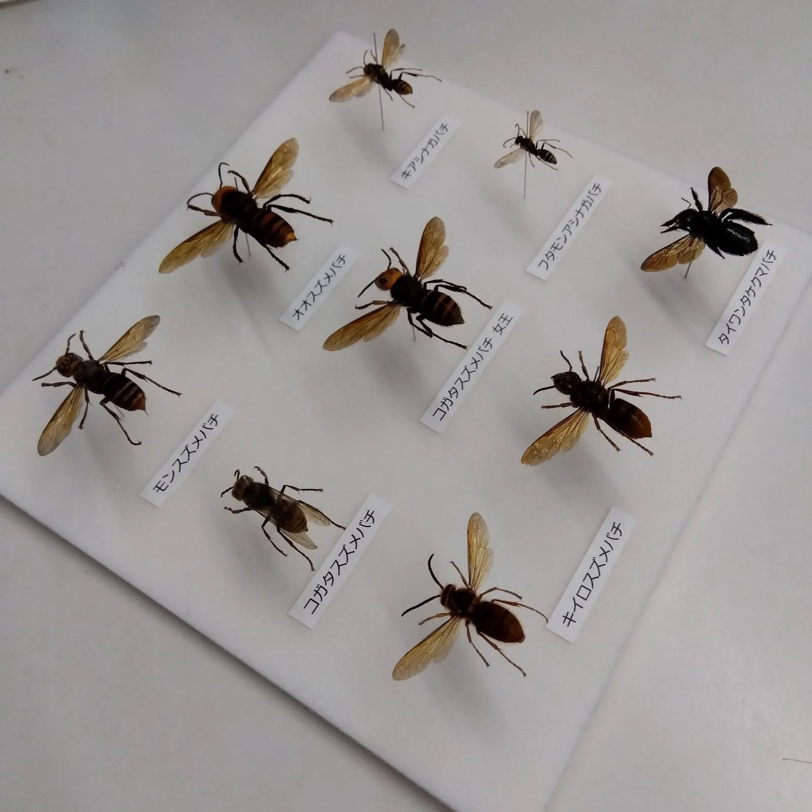 昆虫サンプル　コガタスズメバチ　80匹　in アルコール35％ 2025年最新】スズメバチ 標本の人気アイテム - メルカリ