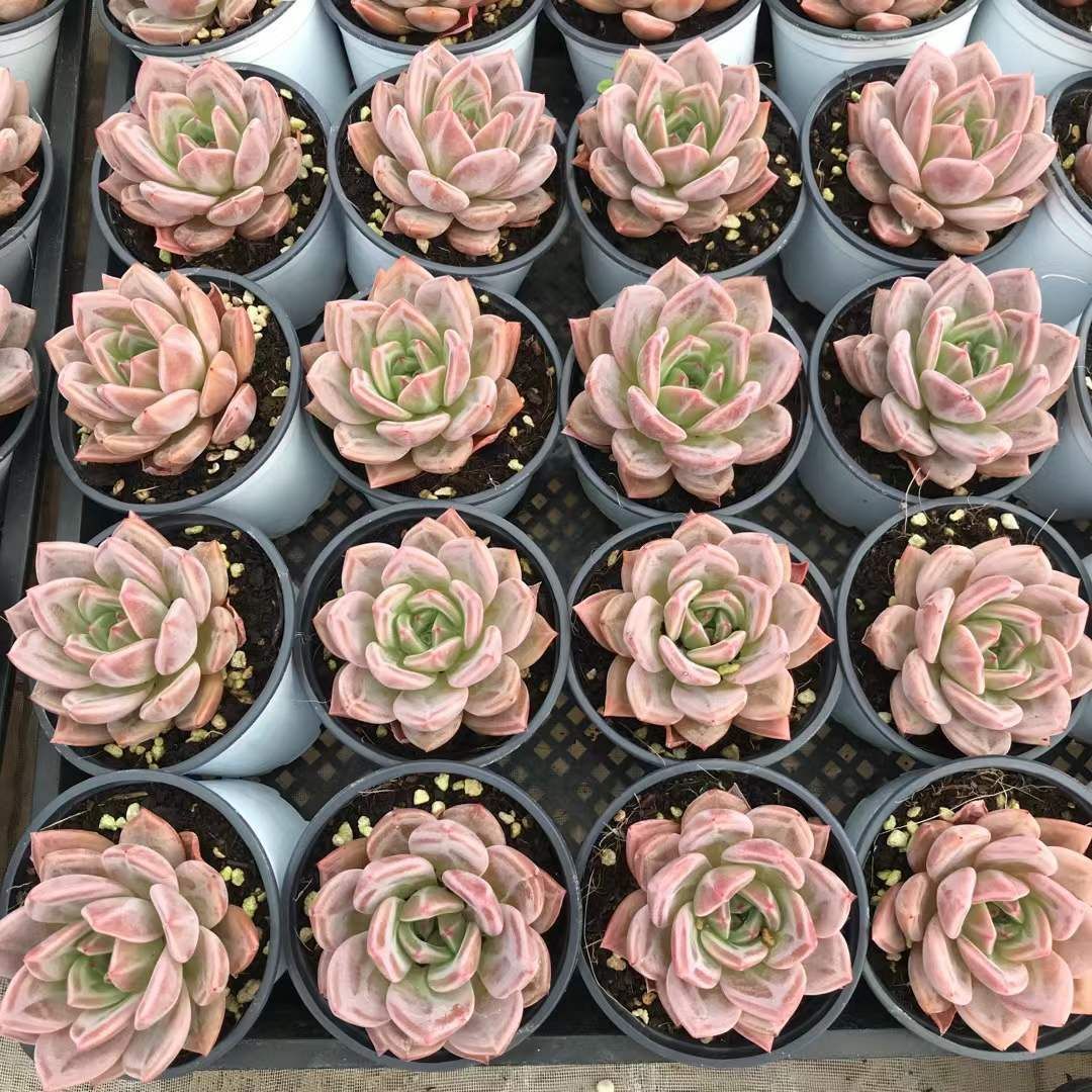 SKL1229×36 ムラサキシャンパン 抜き苗 多肉植物 アエオニウム エケベリア 韓国苗