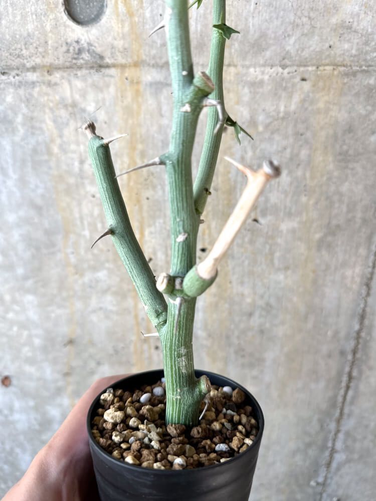 お値下げ！アデニア　ペチュエリー 新品，限定セール】 アデニア ペチュエリー 挿し枝 Adenia 塊根植物 発