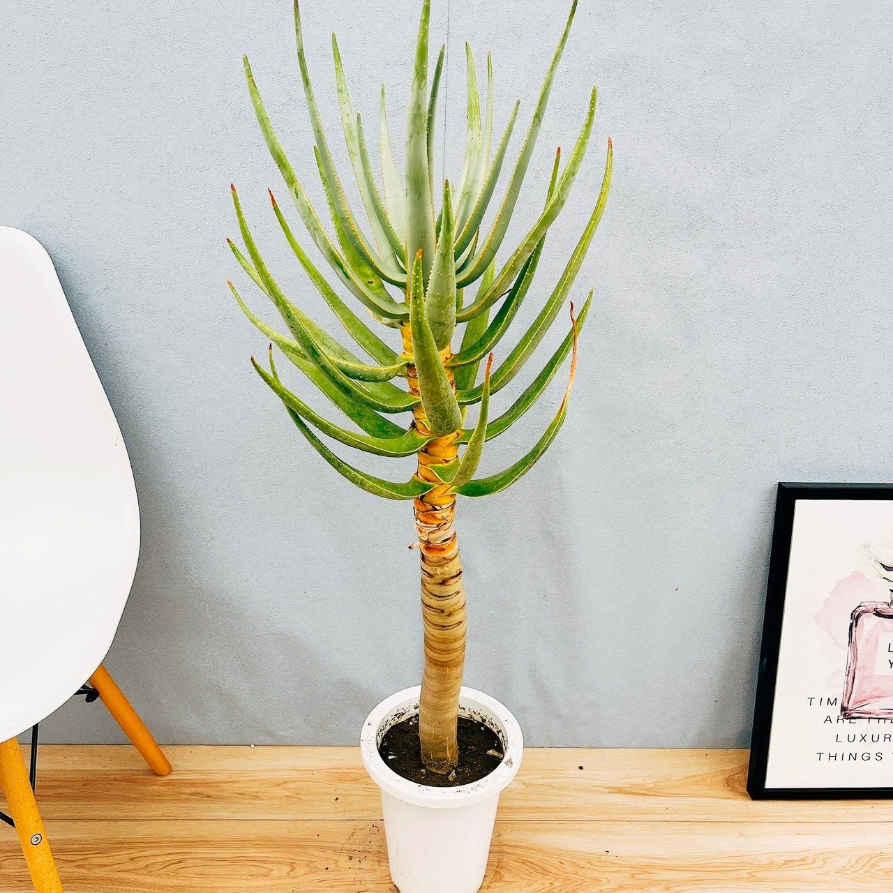 コモン種確定！TFH 1690 Monte Vista 挿木苗 イチジク コモン種確定 TFH 1690 Monte Vista 挿木苗 イチジク｜Yahoo