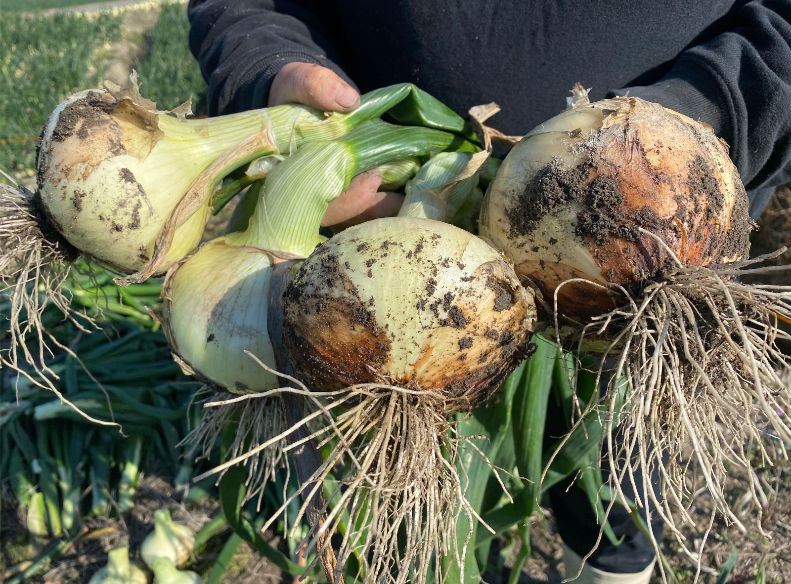 2025年新物 久寿 銀杏 ぎんなん 祖父江産 2L 2kg 2025年新物 久寿 銀杏