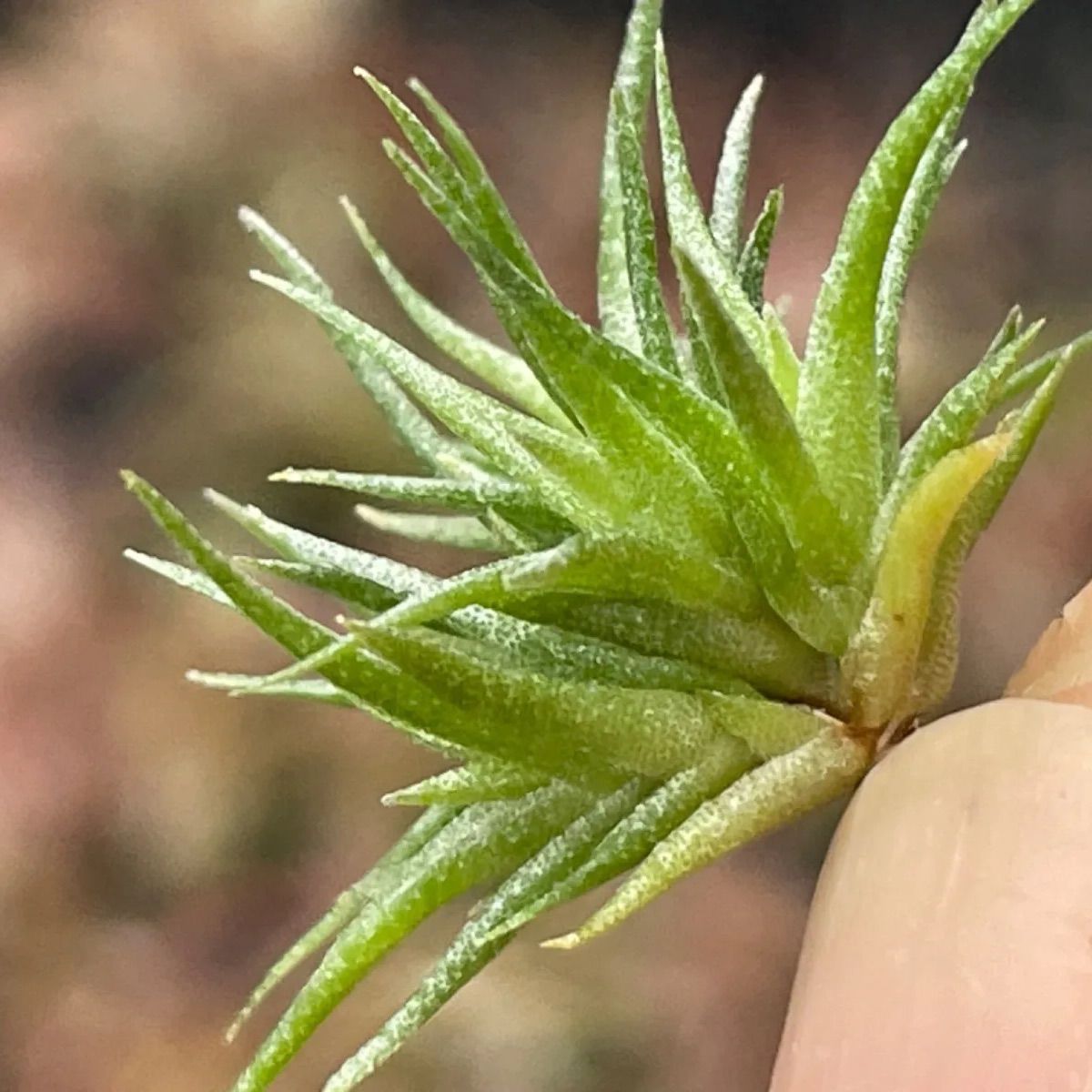 チランジア アエラントス テディベアTillandsia aeranthos Teddy チランジア アエラントス テディベアTillandsia aeranthos Teddy