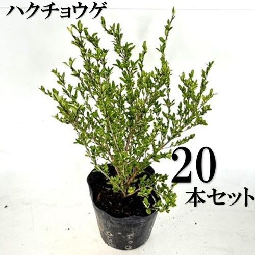 20本セット ハクチョウゲ樹高0.4m前後15cmポット