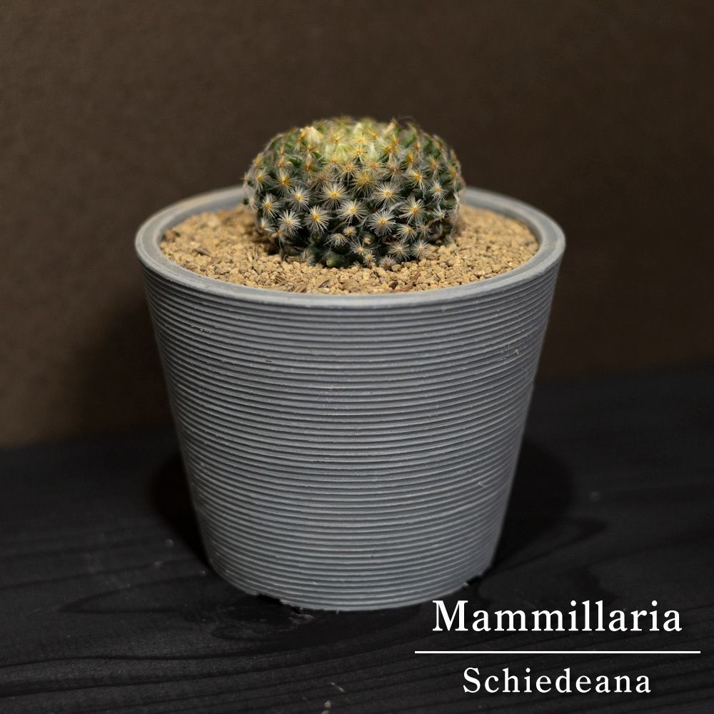マミラリア 明星 サボテン schiedeana 珍奇植物 レア 希少 多肉植物