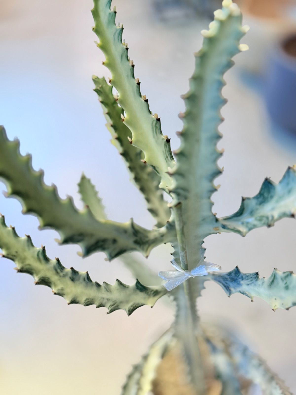 人気 ユーフォルビア ホワイトゴースト