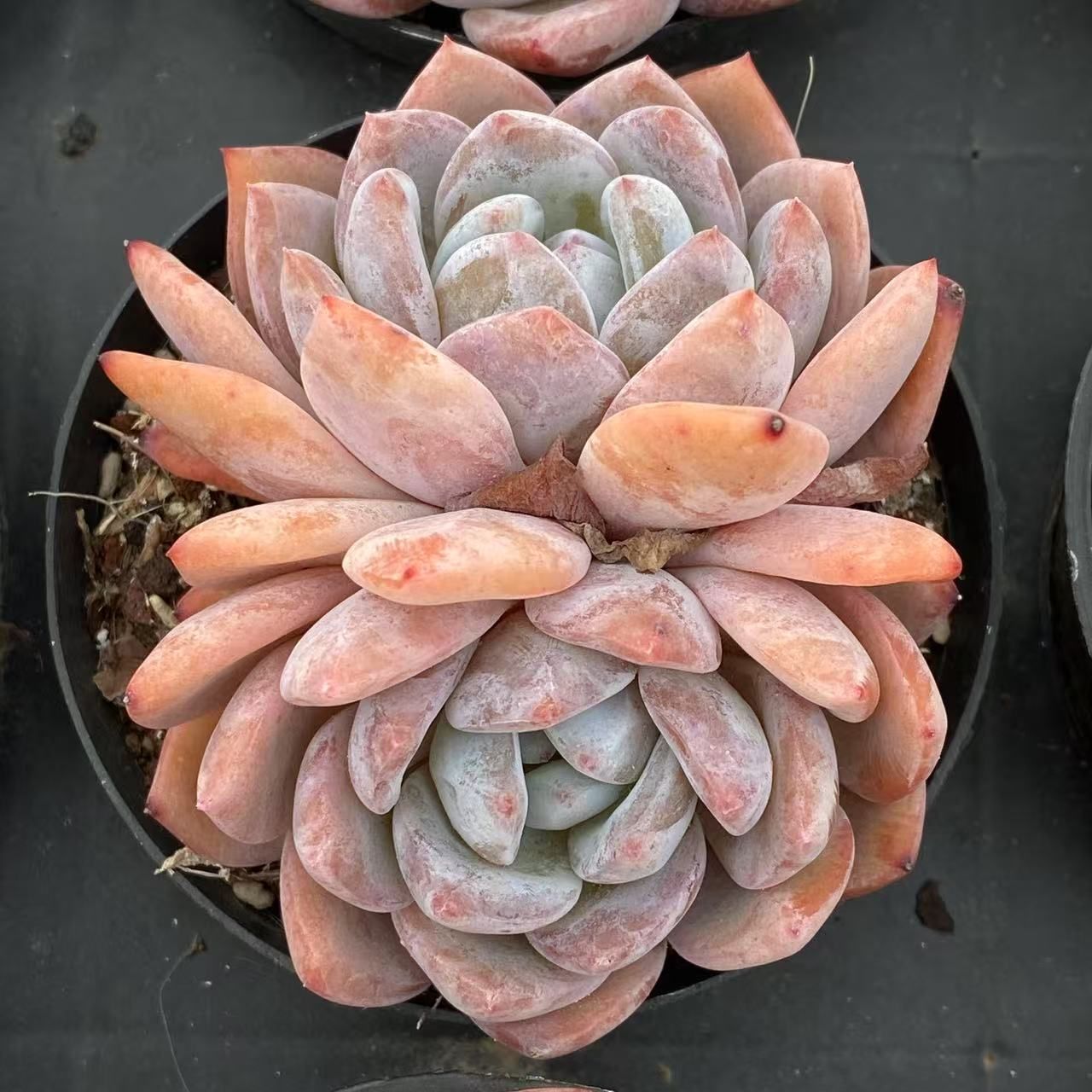 大人気種ローラ！大量入荷☆韓国苗 40抜き苗セット】オレンジモンロー(双頭) 多肉植物 佐川急便発送