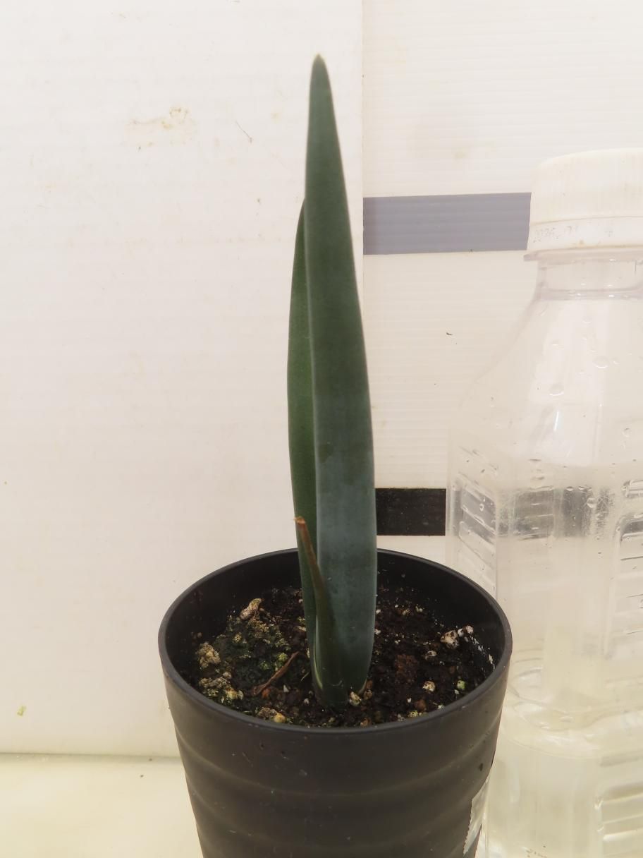 9395 「実生株】アロエ スザンナエ【種から発芽！・成長順調厳選株・Aloe・多肉植物】 - メルカリ