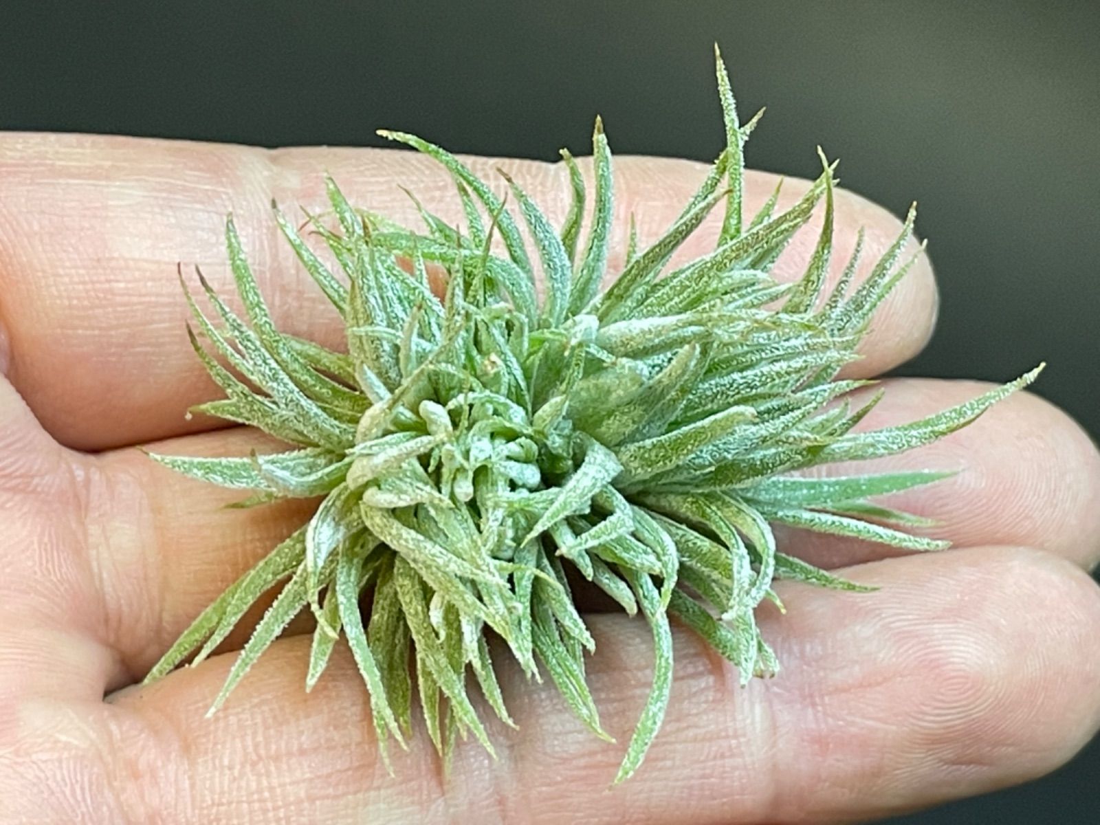 ティランジア イオナンタ モンストローズ ionantha Monstrose - メルカリ