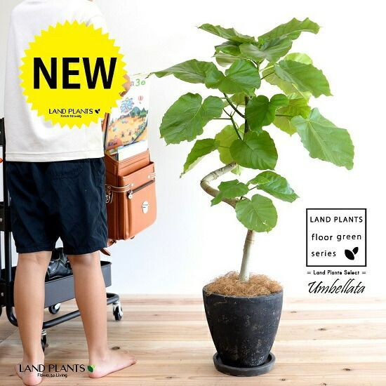 完売 天然野生＊とてもダイナミックな森の可愛い柊さん【柊