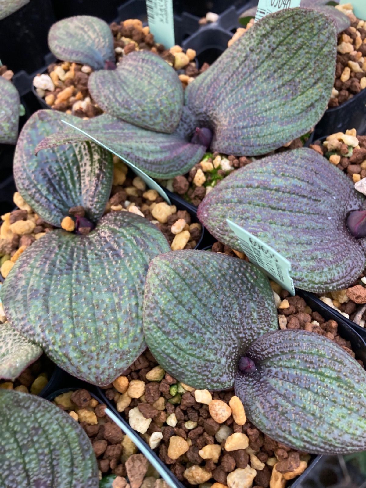 アイビリー部 全て鉢ごと速達 マッソニア・ロンギペス錦他 計３点 マッソニア ロンギペス Massonia longipes EQ870 通販 実生 2.5