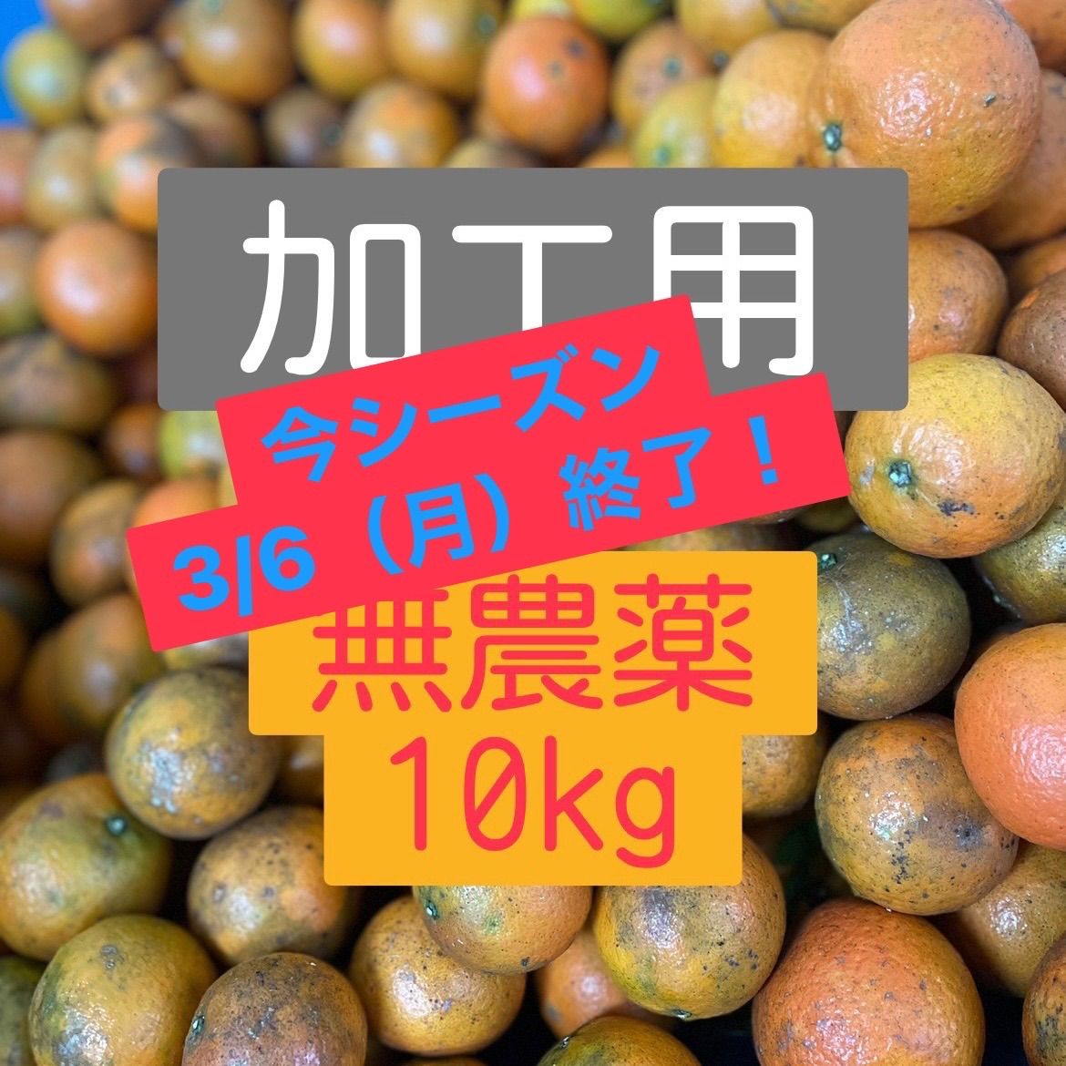 たんかん タンカン ⚠︎︎家庭用⚠︎︎ 奄美大島産約20kg - 食品