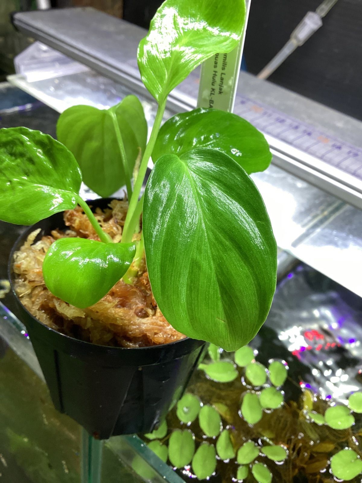 Homalomena cf. humilis Lanjak PP-230608-4 Kapuas Hulu KL-BAR【PP便