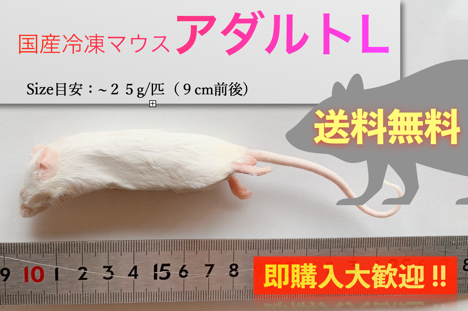 国産冷凍マウスファジー10匹、ホッパー10匹、アダルトL10匹