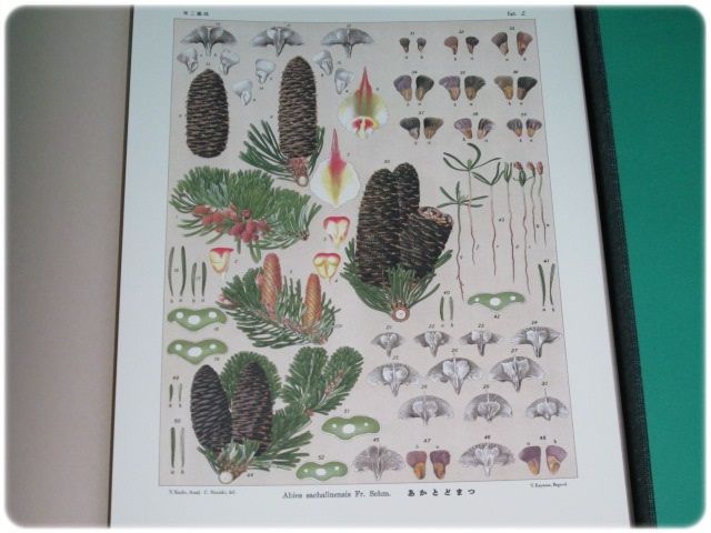 美品/覆刻 北海道主要樹木図譜 宮部金吾 工藤祐瞬 北大/aa3912 美品&frasl;覆刻 北海道主要樹木図譜 宮部金吾 工藤祐瞬 北大&frasl;aa3912