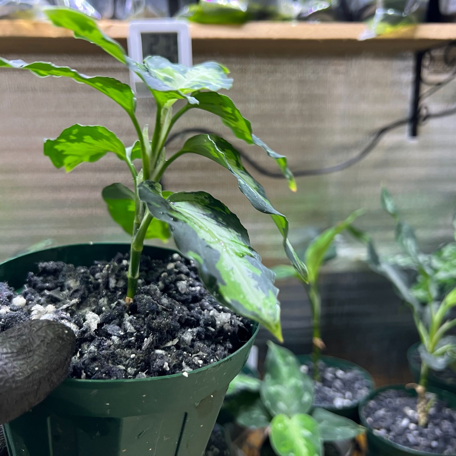 アグラオネマピクタム マルチカラー① アグラオネマピクタム ディープ