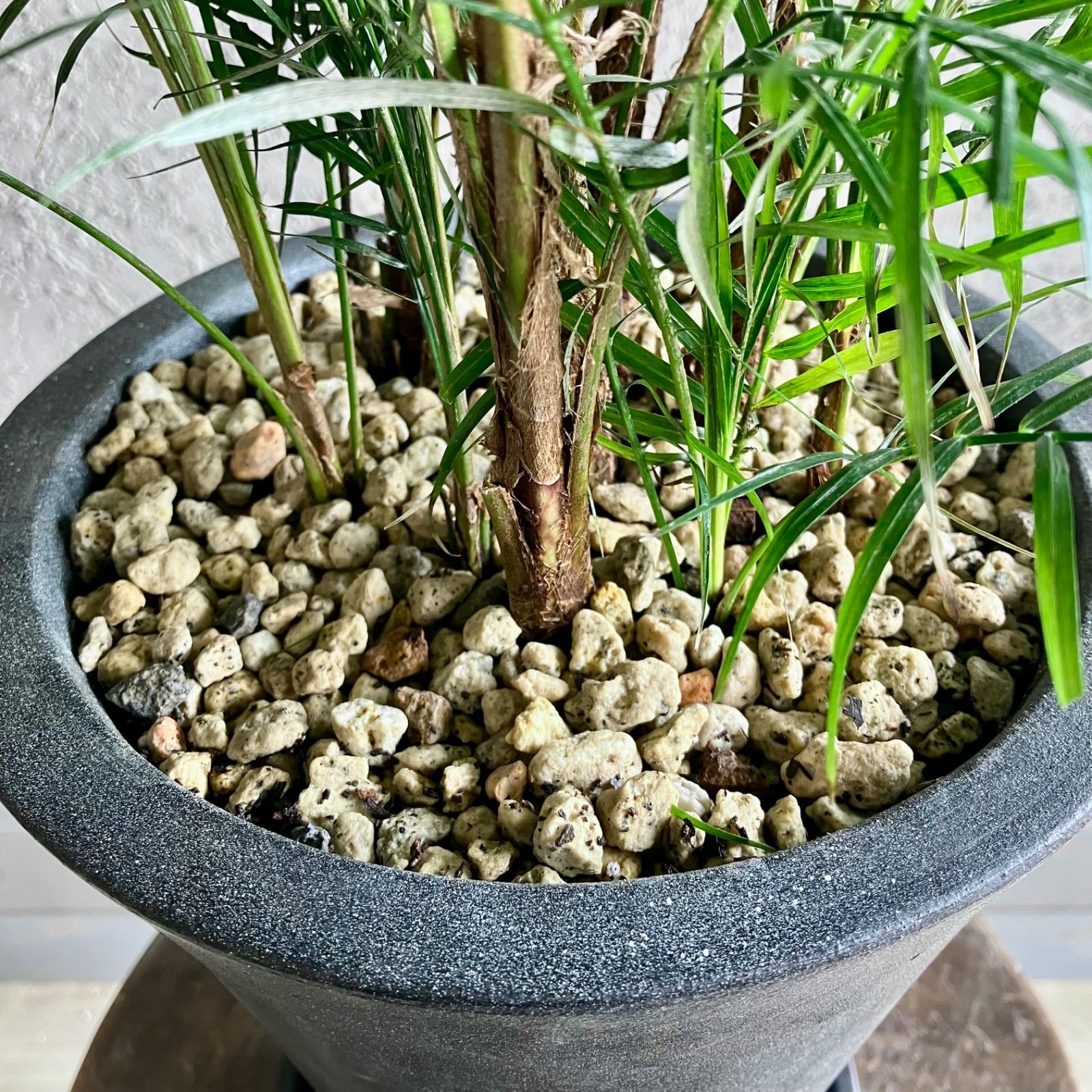 ブラジルヒメヤシ 10号 180cm ブラジルヒメヤシ 10号 180cm 希少品種