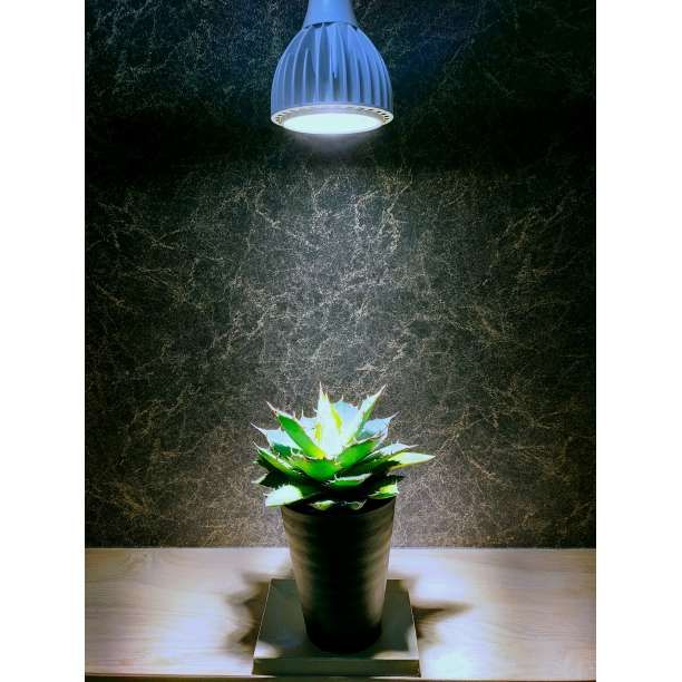 植物育成ライト 30W 6000K 1個 白色 太陽光 フルスペクトルLED - メルカリ