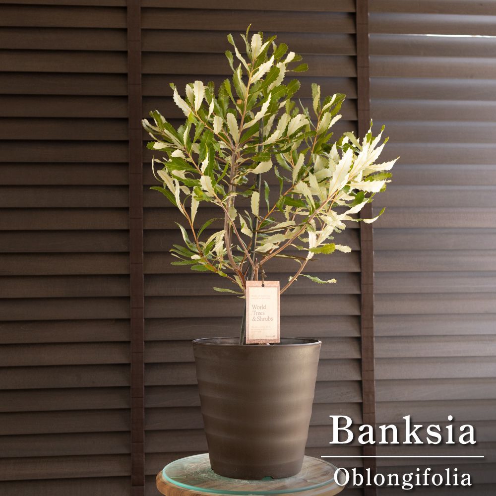 バンクシア オブロンギフォリア Banksia oblongifolia オージー