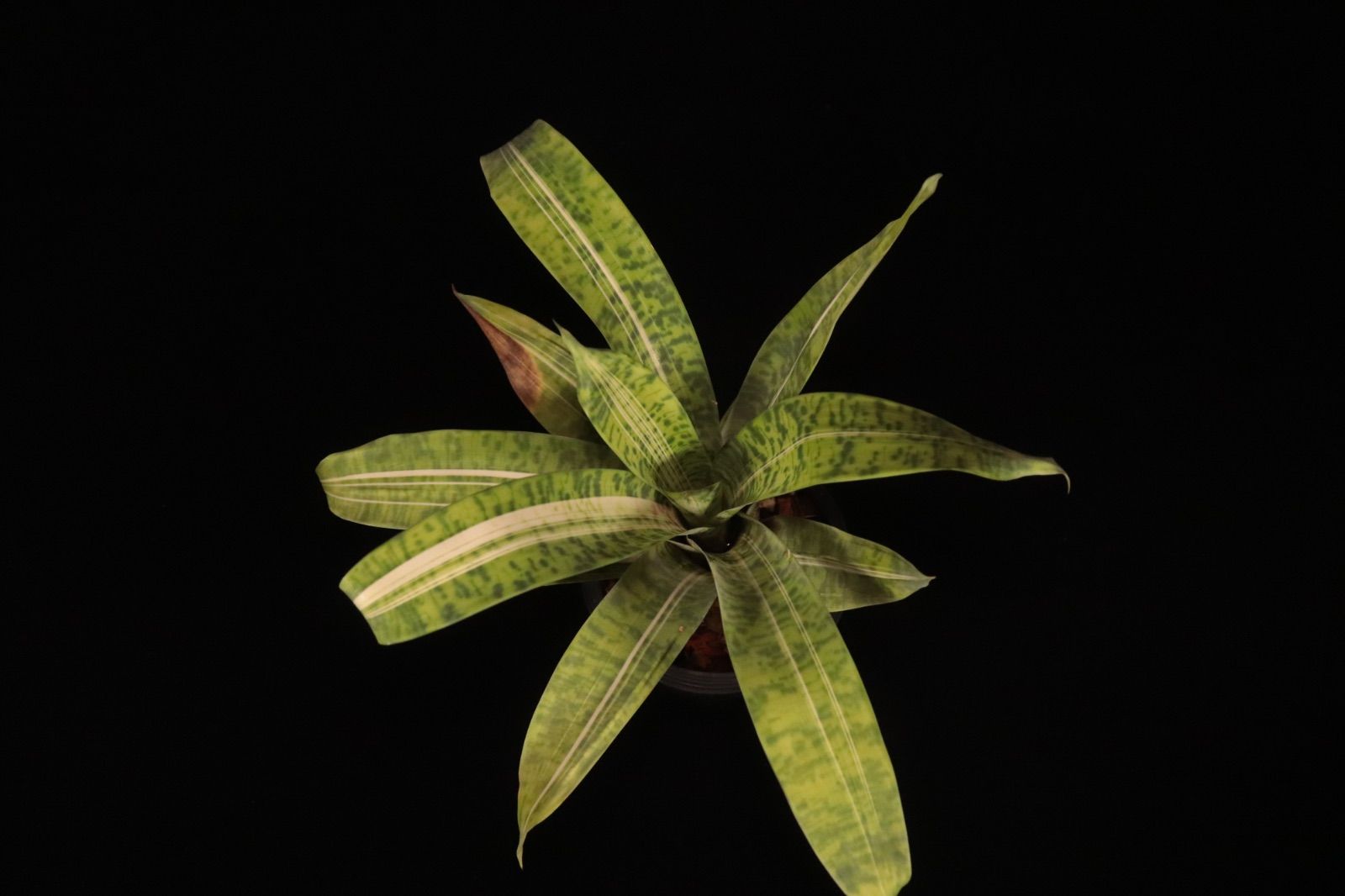 送料無料】Vriesea 'Josefa Leon'〔フリーセア〕現品発送V129 /@plane