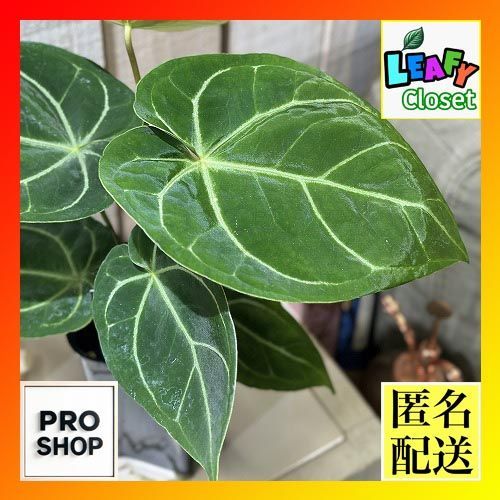 アンスリウム ドラヤキ×エースオブスペード 3.5号 ①アンスリウム