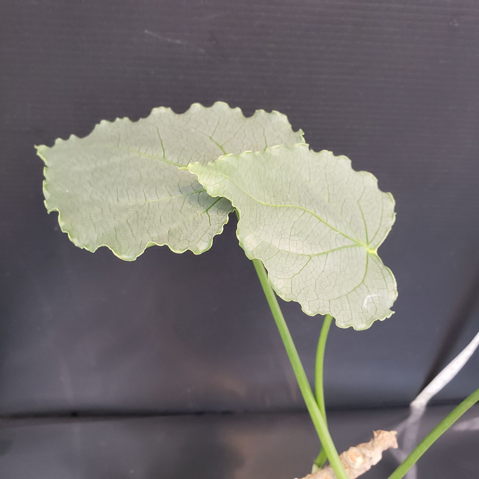 X465【自社養生株】アデニア クリスタルグリーン（現地球・発根株