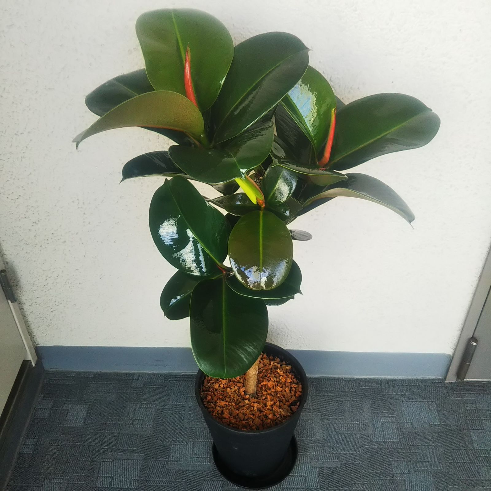 テレビで話題 フィカス ソフィア 観葉植物 高級セラアート鉢受皿付 高さ 樹形綺麗 フラワー ガーデン