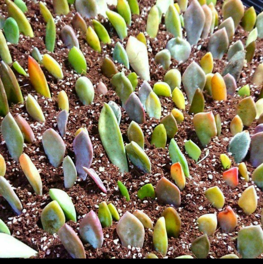多肉植物　葉挿しセット 数量限定】ゆうきと一緒に増やそう！多肉植物寄せ植え鉢＋葉挿し