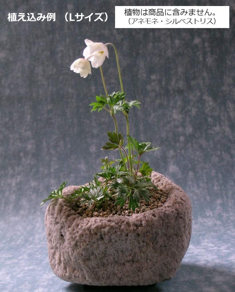 半額以下！育成ライト プラントナイトライト グロウライト 多肉植物用