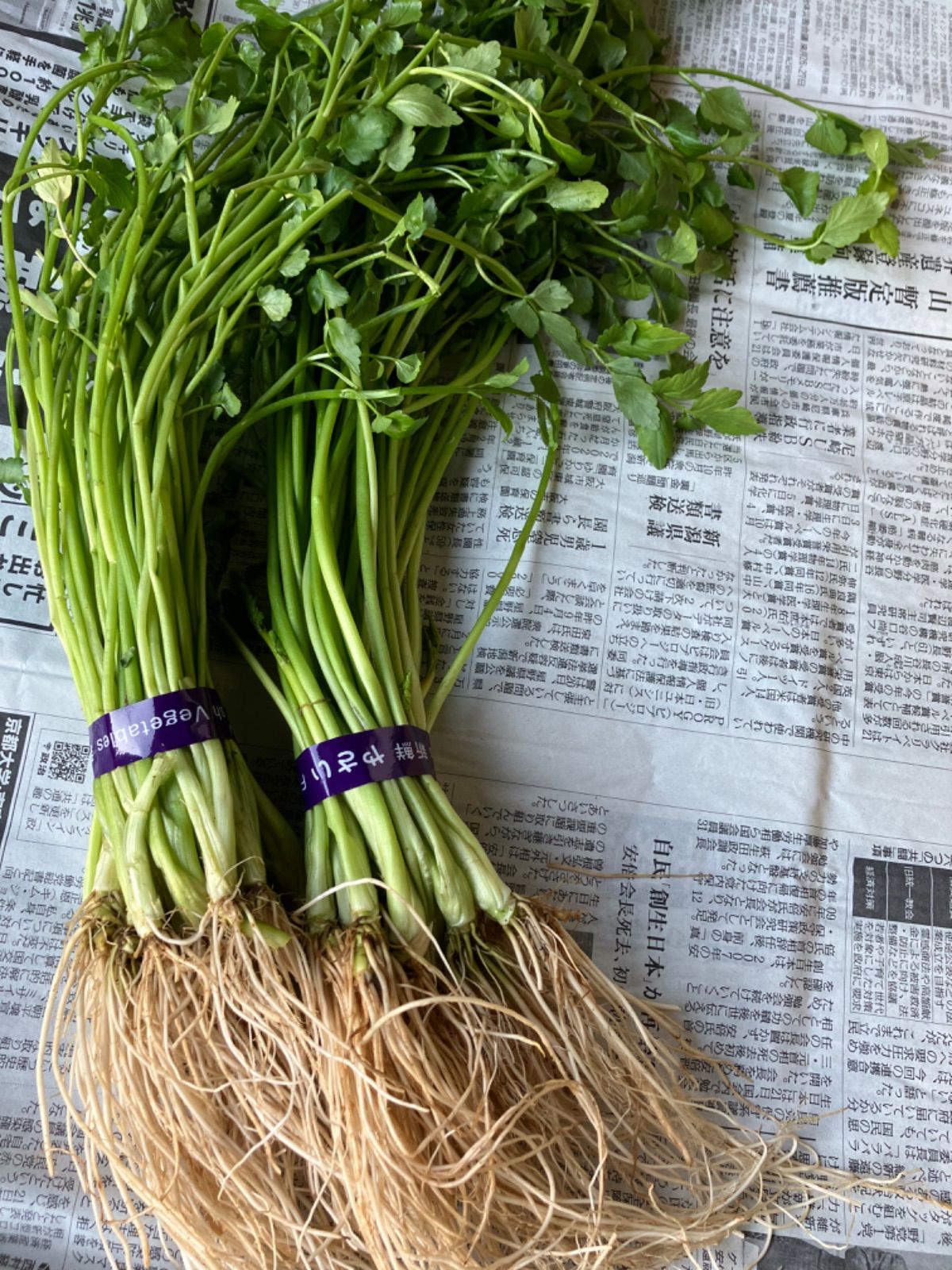 激安ブランド 岡山県産 せり 天然 無農薬 ネコポス箱一杯 山菜 野菜 緑