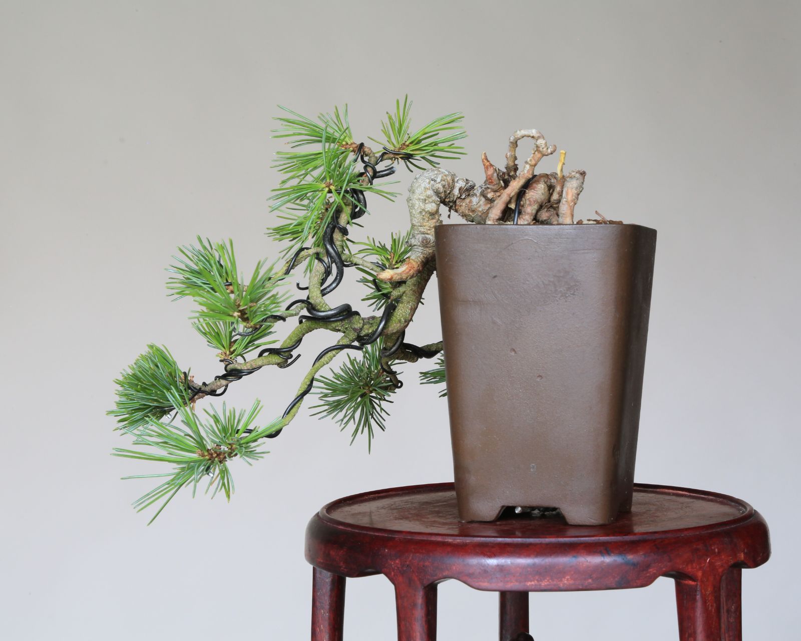 泰寿園 Online
