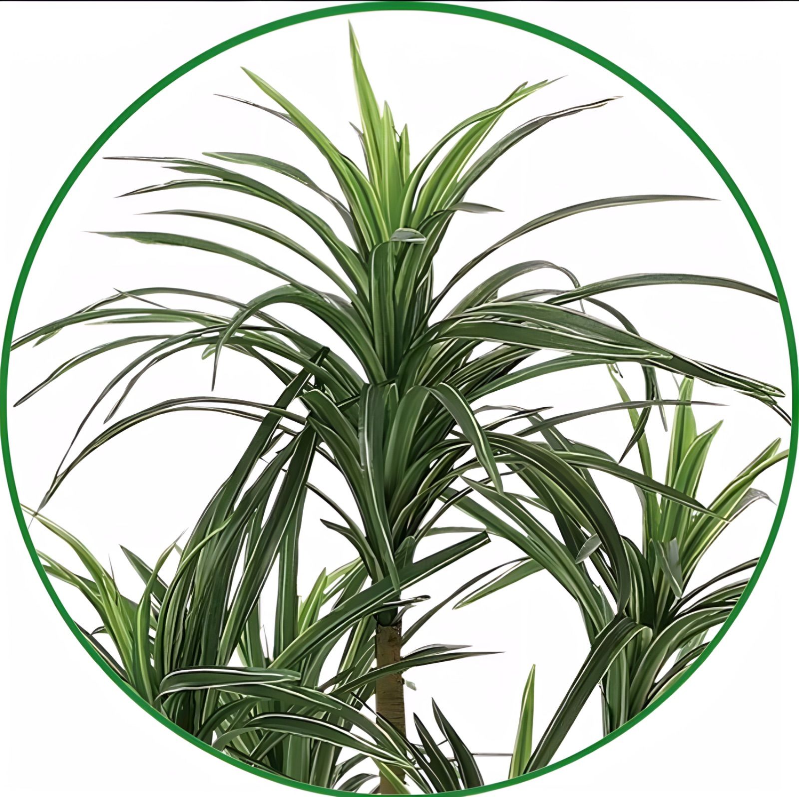 光触媒 人工観葉植物 ウォールグリーン ベスト フェイクグリーン