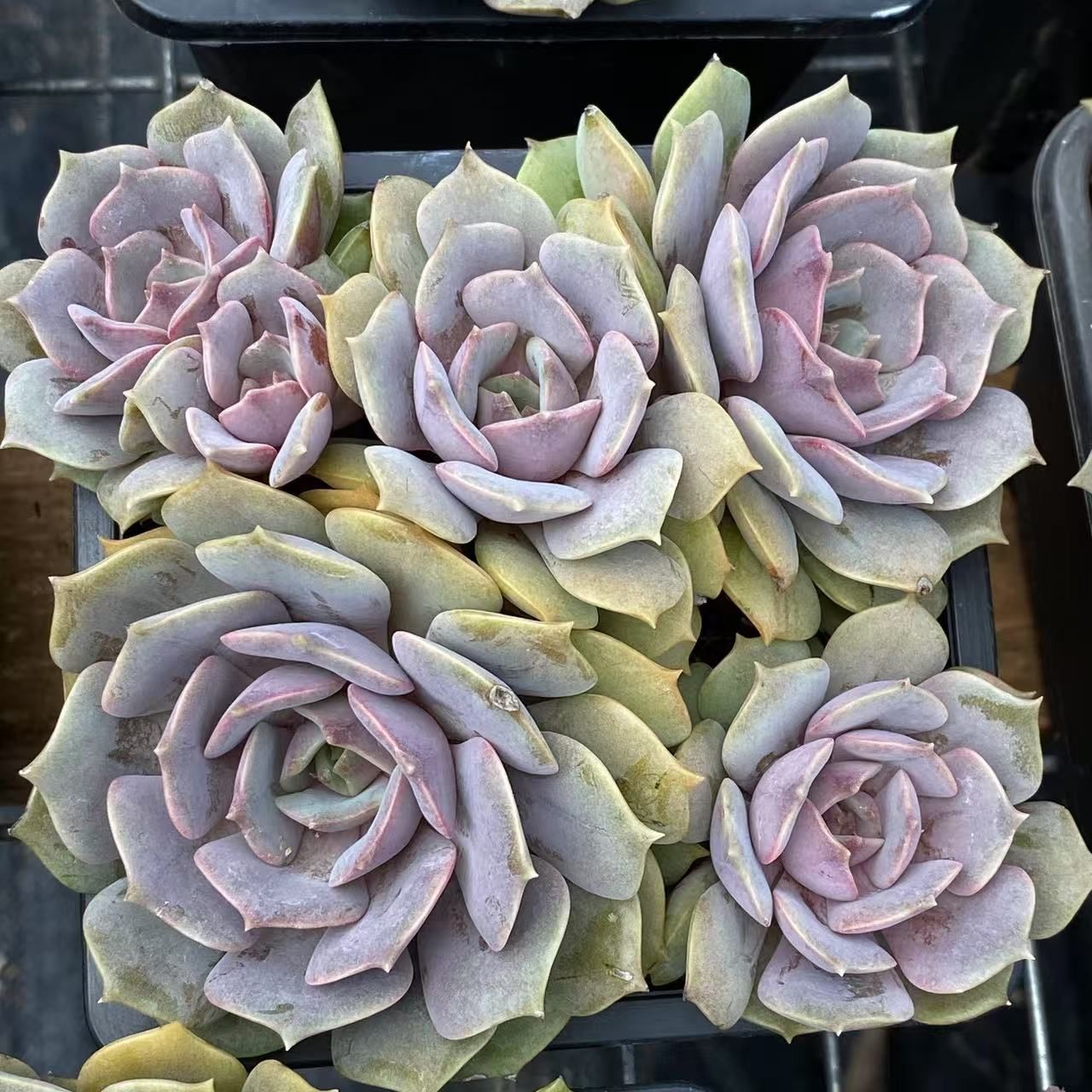 Prizum 特大 (韓国苗) 新入荷 美紫 ZM1582×36鉢 抜き苗 多肉植物 アエオニウム