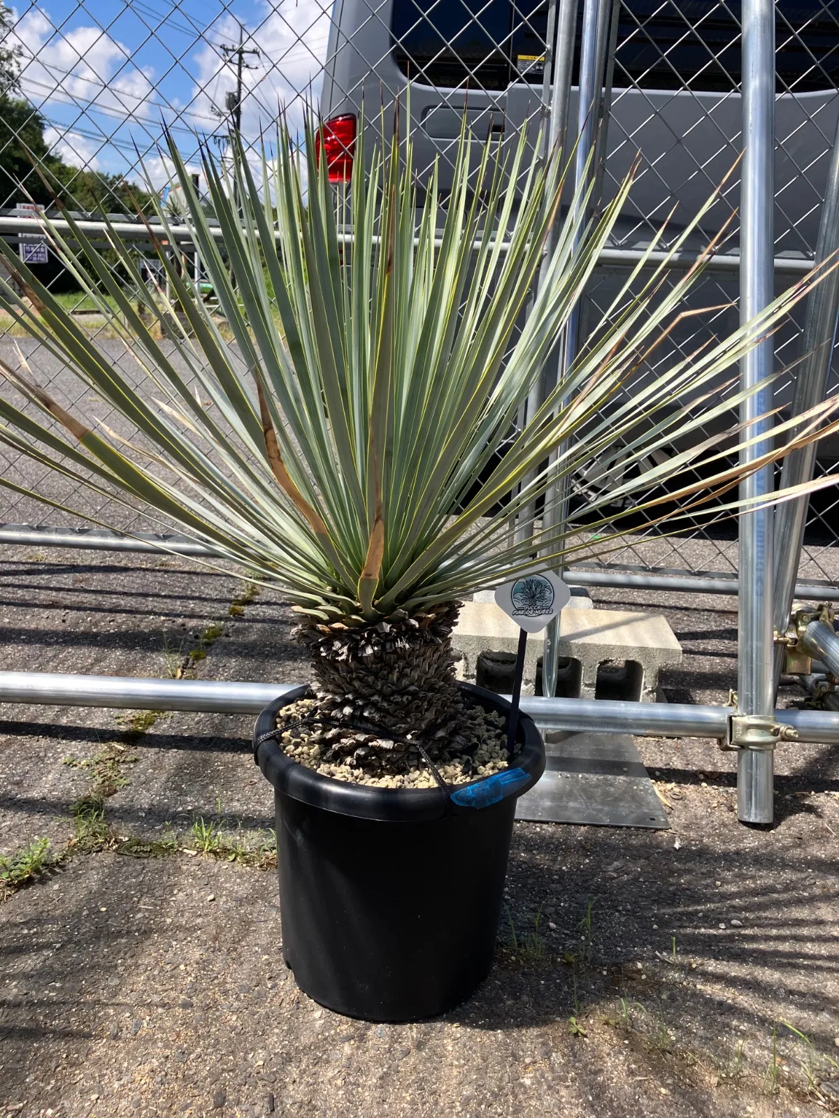 2025年最新】マルデヌベスの人気アイテム - メルカリ