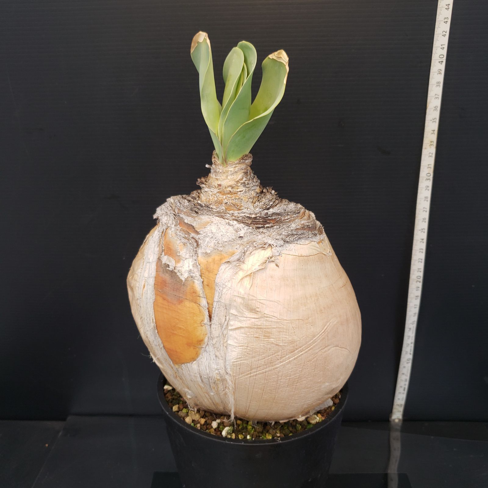 龍峰窯 祥瑞花丸紋むすび皿 5枚 取り皿 和食器 金彩 【龍峯窯】祥瑞花