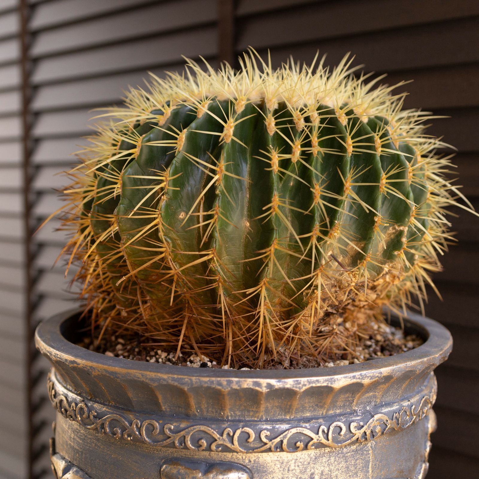 群生株 金鯱 サボテン 12号 グラスファイバーポット キンシャチ 金