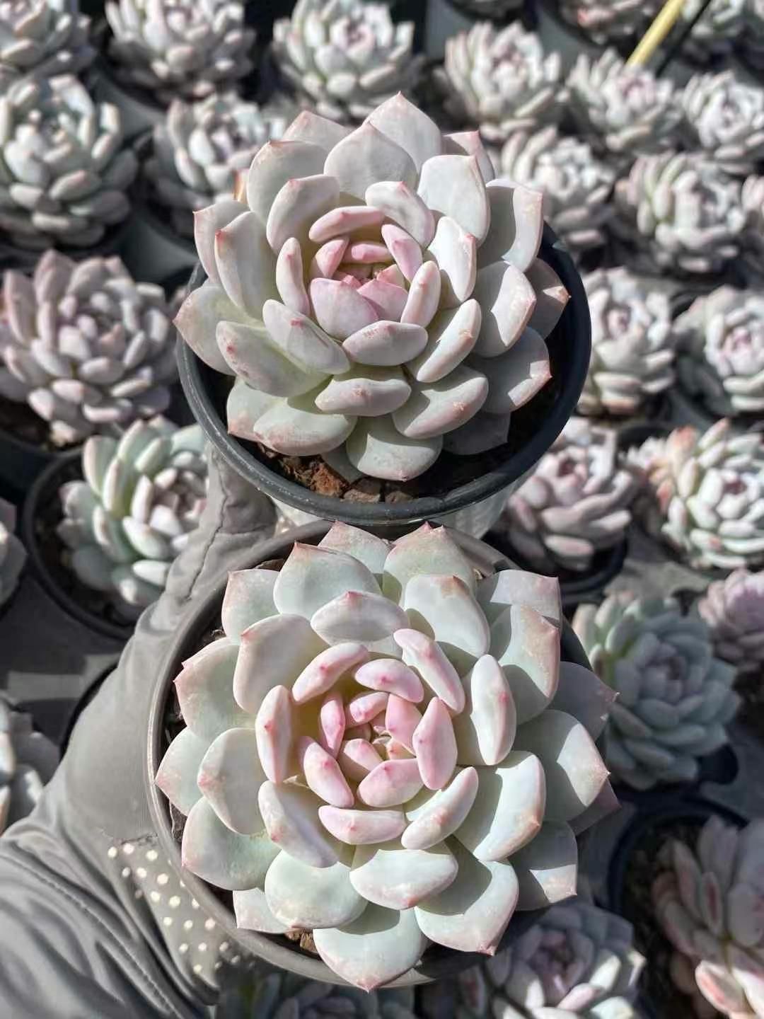 多肉植物 Clara群生 Succulents] Which succulents grow best in