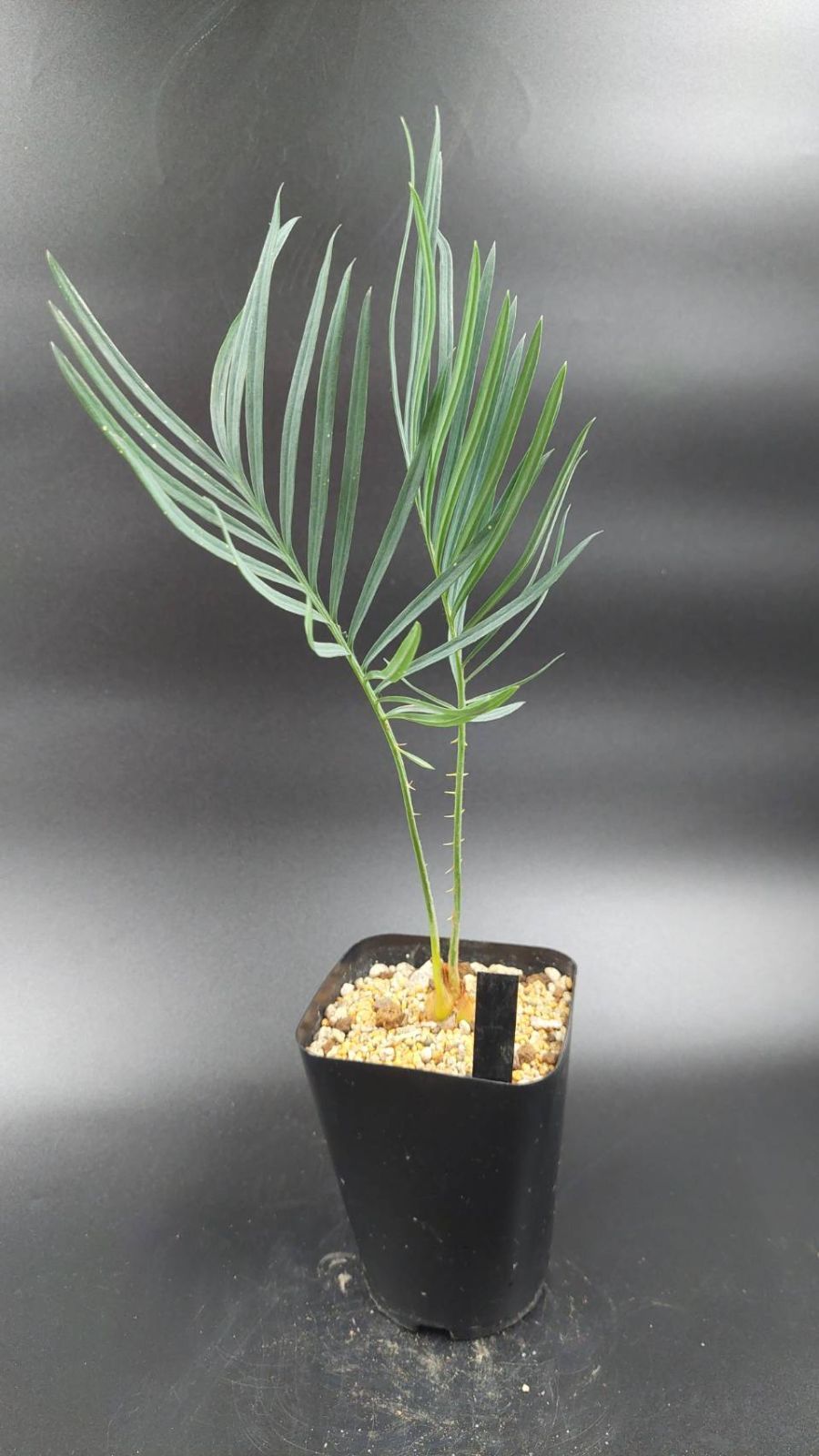 ◇サイカス デソラータ デソラタ 実生苗！◇Cycas desolata 希少ブルー