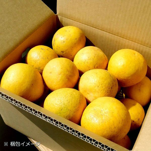 柑橘 有名農園