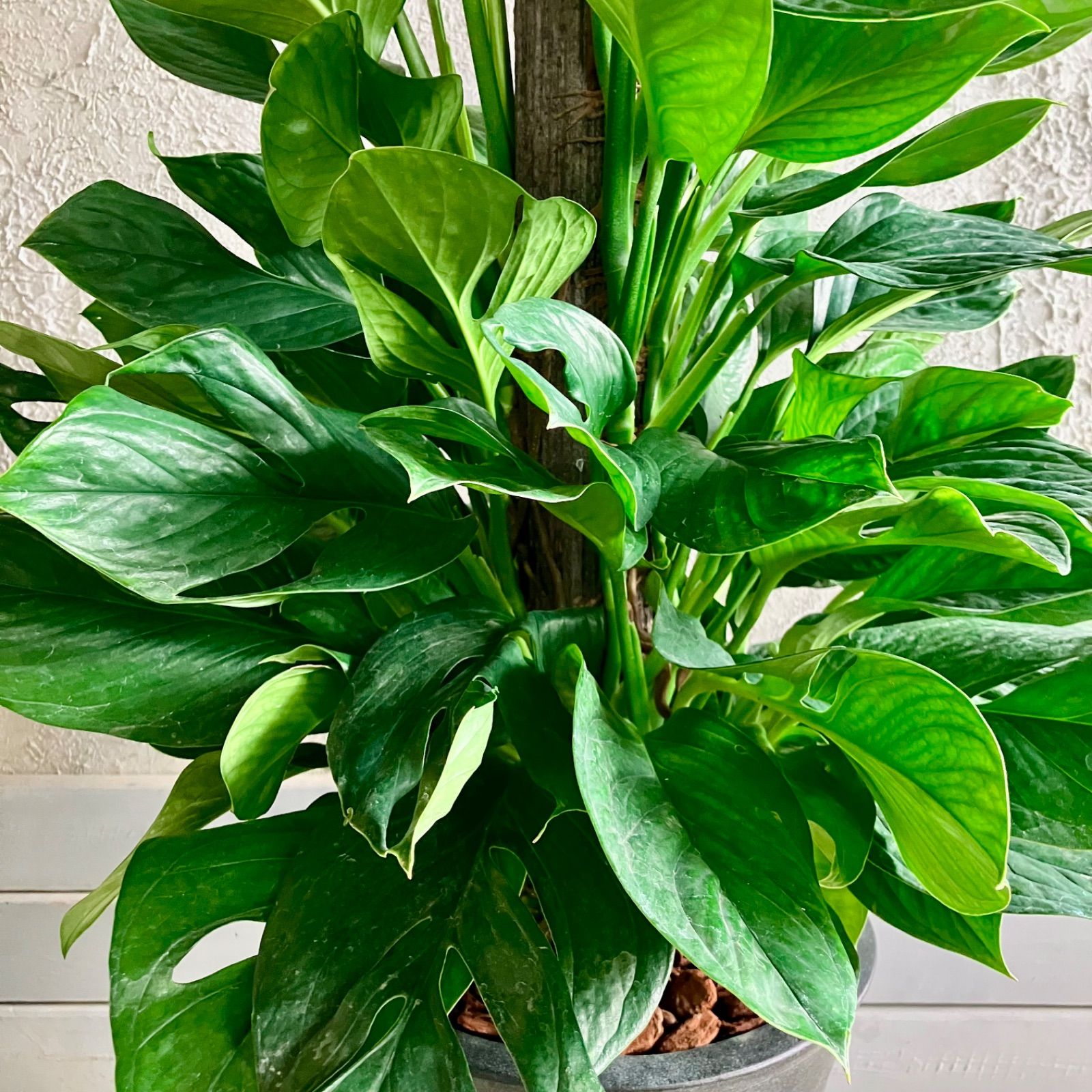 9号 テラコッタ鉢植え