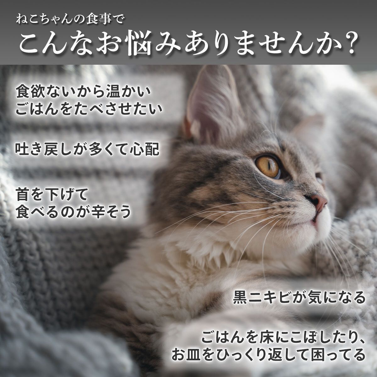 猫 皿 ペット 餌入れ 陶器 猫用食器 おしゃれ 犬 食器 ペット用 猫用 フードボウル 斜め ウォーターボウル ご飯 お皿 ネコ 餌皿 ねこ 水飲み ご飯皿 水入れ 猫皿 高さ ペット食器 傾斜 ごはん お皿 猫食器 ペットボウル 餌皿 ご飯 脚付き マット