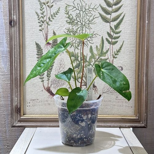 希少！ 観葉植物 アンスリウム Anthurium Magnificum×Nigrolaminimum 3.5号(個体おまかせ1鉢) インテリア 室内  オシャレ カワイイ 可愛い 室内 - メルカリ