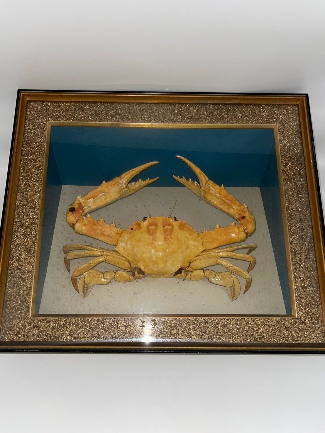 カニの剥製 ！￥12,000から値下げしてます！