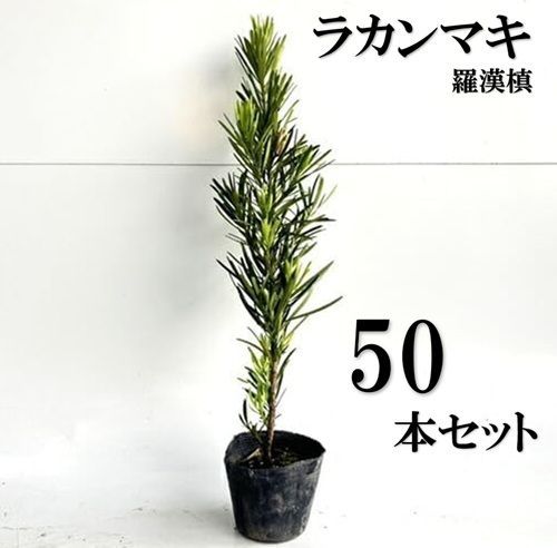 50本セット ラカンマキ樹高0.5m前後10.5cmポット