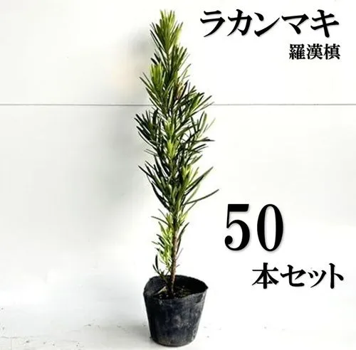 2026年最新】ラカンマキの人気アイテム - メルカリ