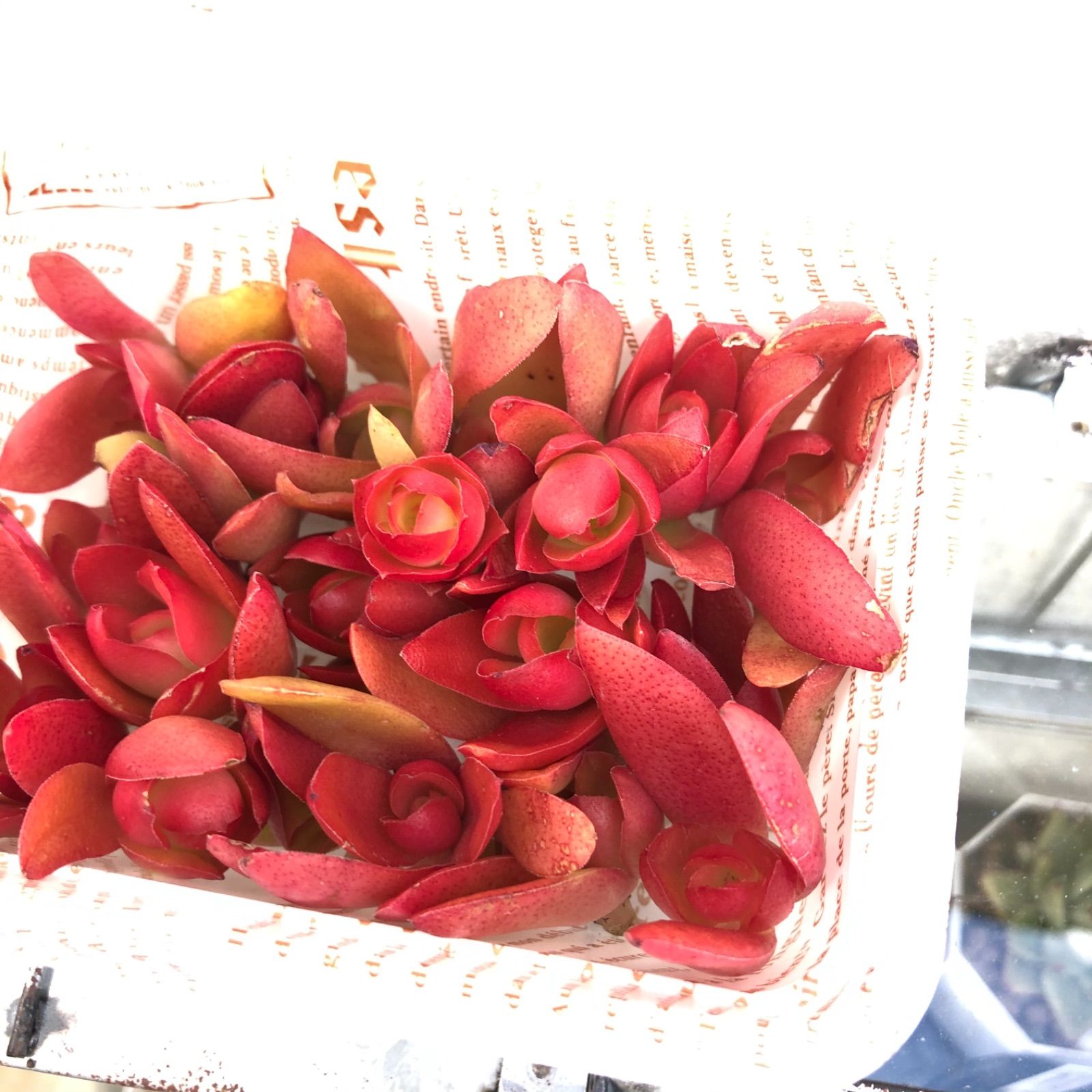 火祭りカット苗 寄せ植え 多肉植物 - メルカリ